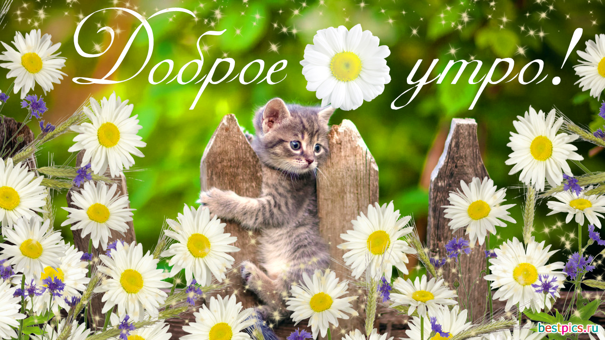 Доброе утро с котиком