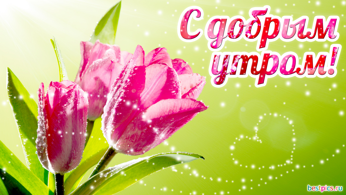 С добрым утром тюльпаны