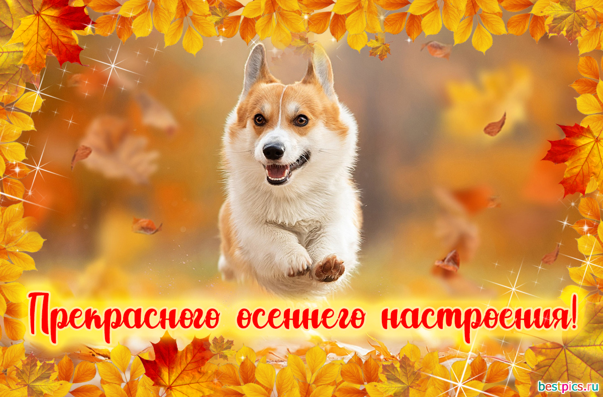 Прекрасного осеннего настроения!