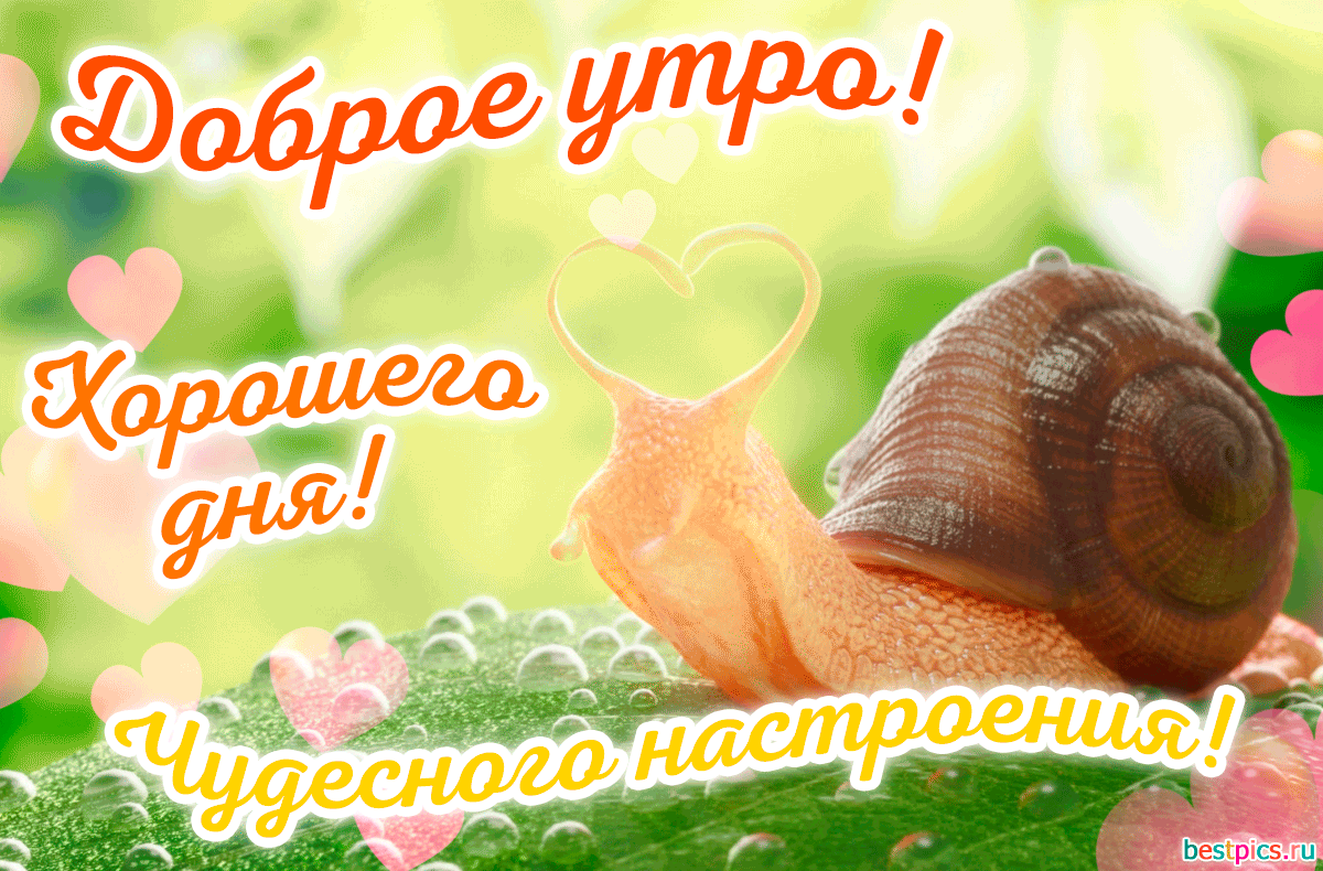 Доброе утро ! Хорошего дня ! Чудесного настроения ! (гифка)