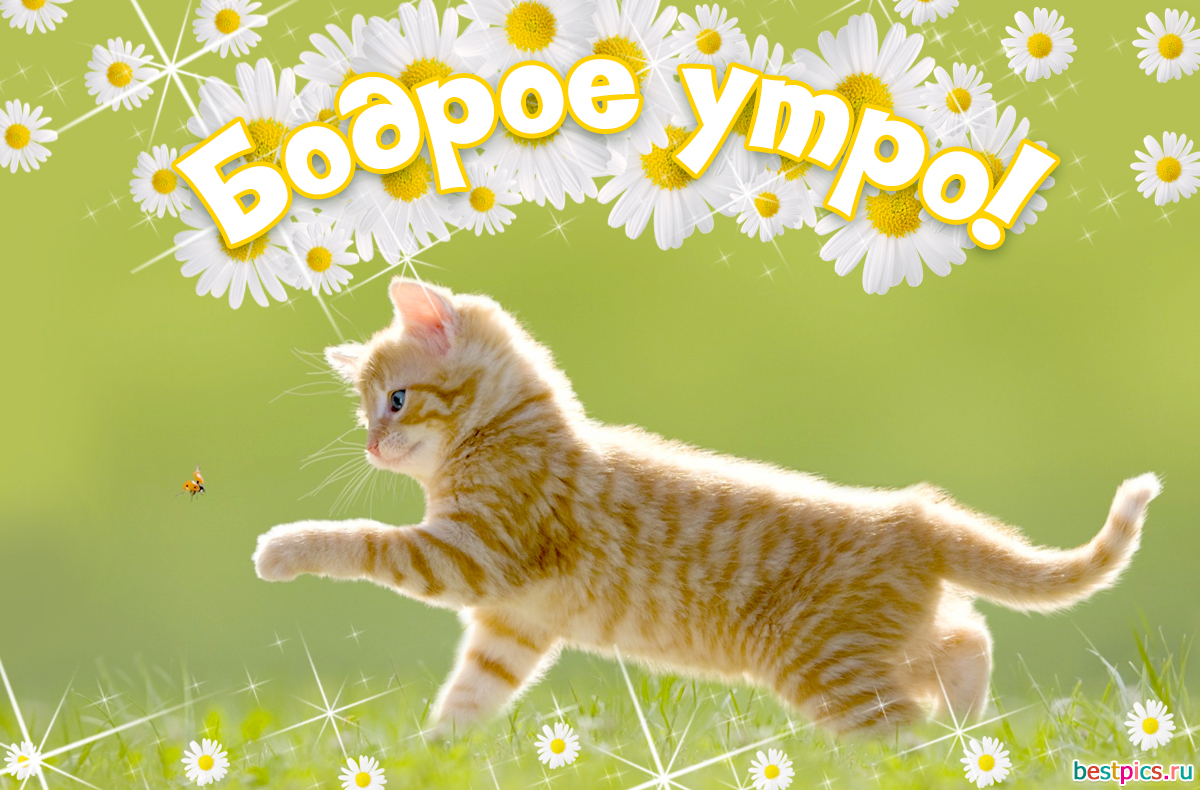Открытка Бодрое утро! с котенком на траве