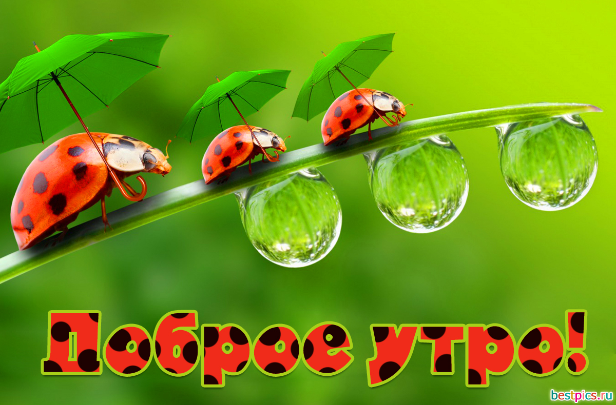 Картинка с пожеланием - Доброе утро!