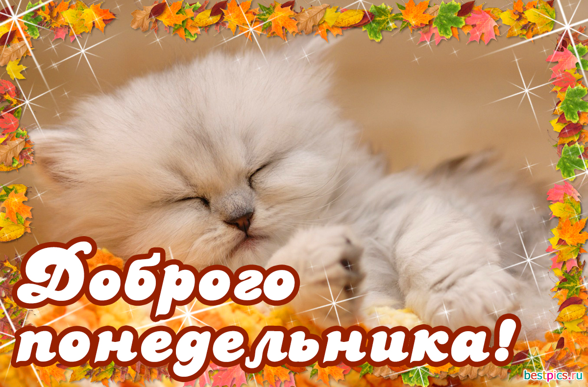 Доброго понедельника !
